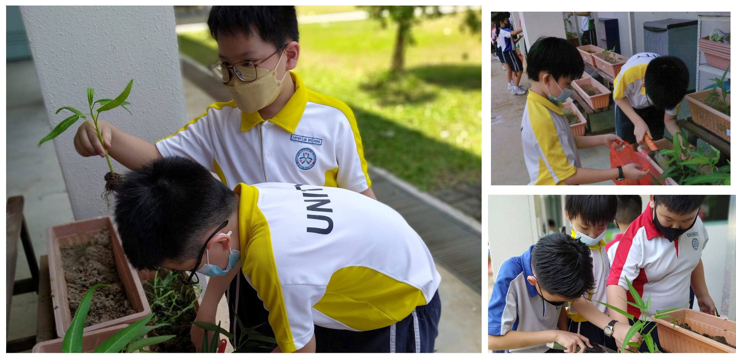 Students in yellow and white uniforms wearing masks tend to plants in outdoor planter boxes.